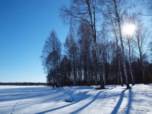 baltic birch,snow,landscape,sun,winter,cold,blue sky