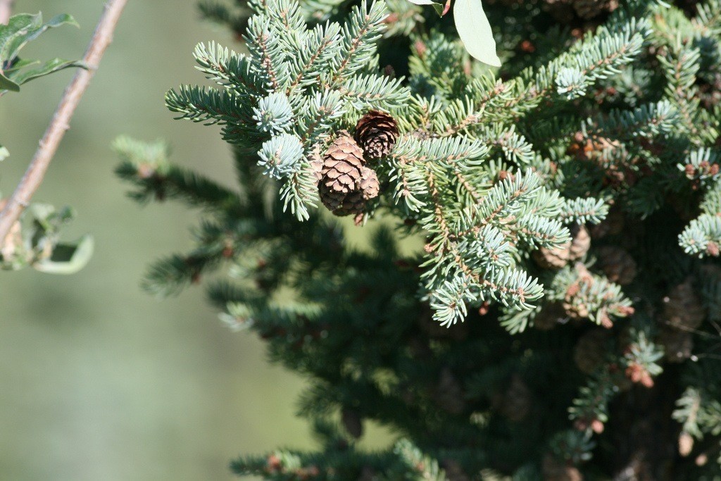 spruce, tree, wood, cone, lumber, green, needles, nature