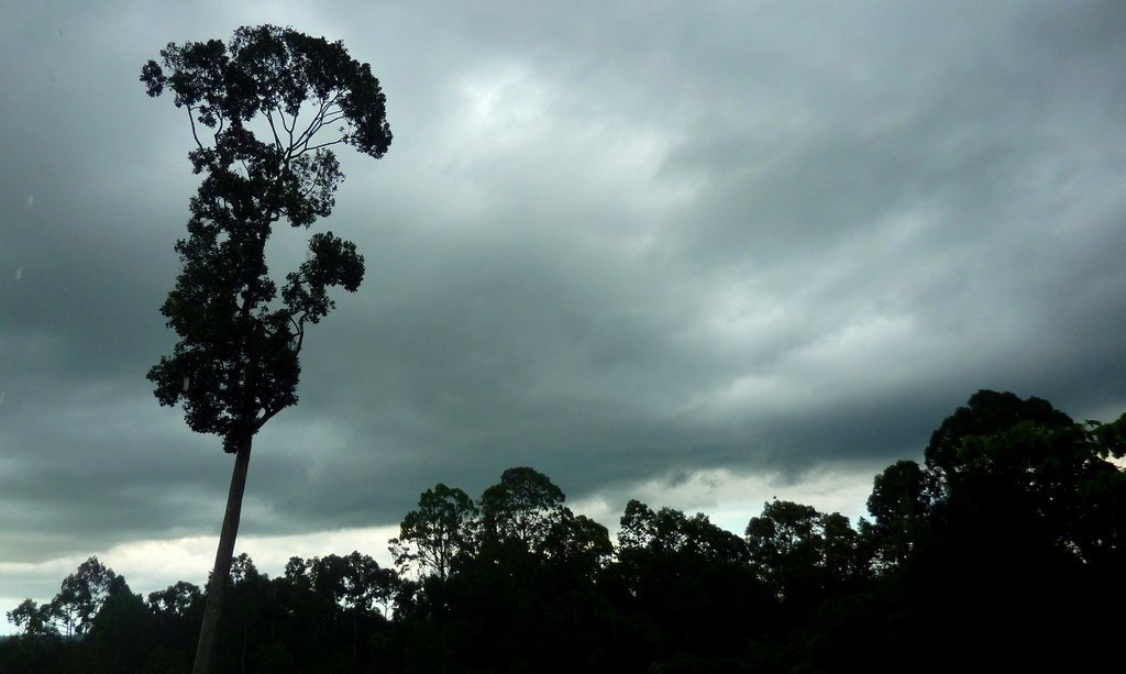 lauan, white, storm, tree, wood, forest, rainforest, rain, clouds, sky, dark, nature