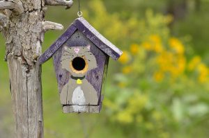 Wooden Bird House Paint Your Own Insect Bee Small Garden Nesting Box 