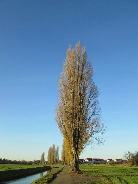 poplar, tree