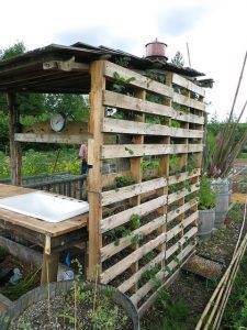 strawberry, pallets, garden, wood, growing