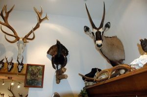 hunt, animals, animal heads
