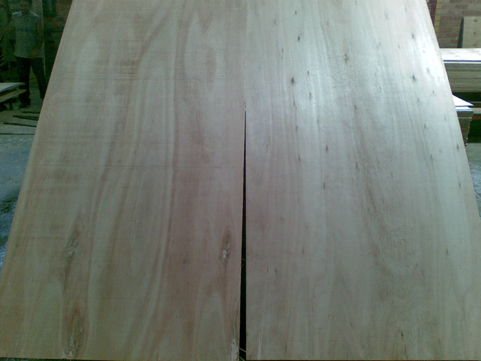 eucalyptus plywood,wood