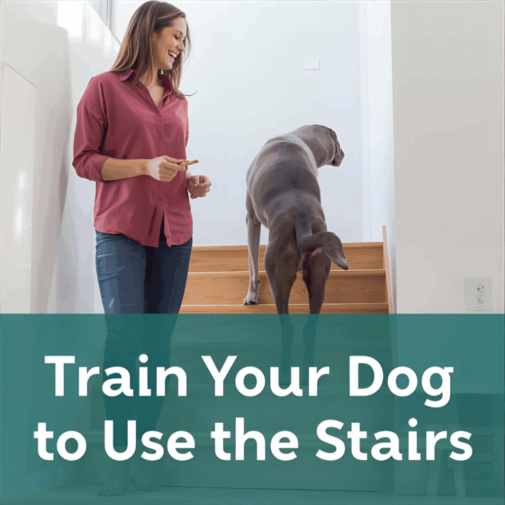 “Owner guiding senior Labrador up new dog stairs with treats.”