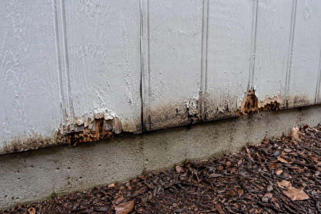 Rotted and swollen T1-11 siding caused by moisture entering the unsealed bottom edge