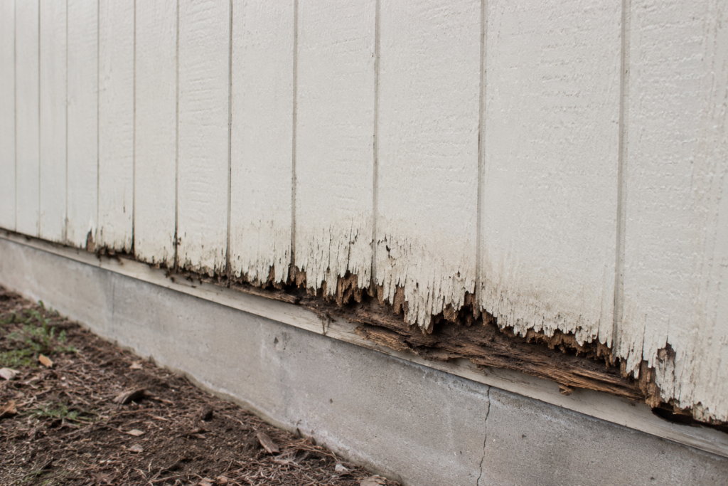 Rotted and delaminated bottom edge of painted T1-11 siding above a concrete foundation